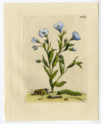 Antique Print-INSECTS-FLAX-VLAS-LINUM-FLOWER-PL. XCII-Merian-1730