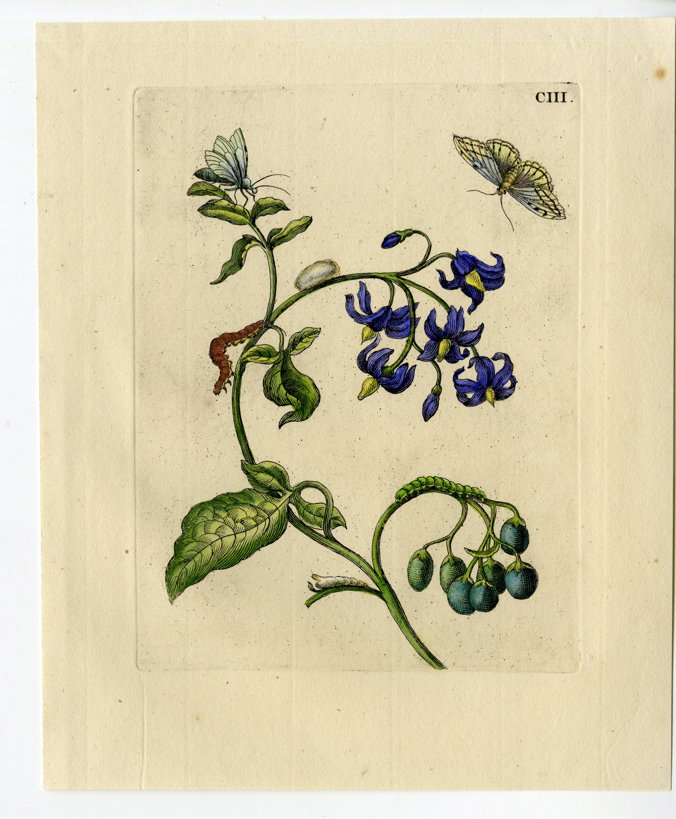 , Antique Print-INSECTS-SOLANUM-NIGHTSHADE-MOTH-CATERPILLAR-PL.CIII-Merian-1730, Pictura Antique Prints