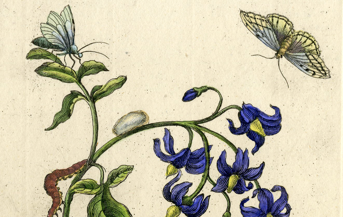 , Antique Print-INSECTS-SOLANUM-NIGHTSHADE-MOTH-CATERPILLAR-PL.CIII-Merian-1730, Pictura Antique Prints