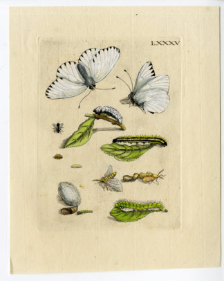 Antique Print-INSECTS-BLACKTHORN-SLEEDOORN-PL.LXXXV-Merian-1730