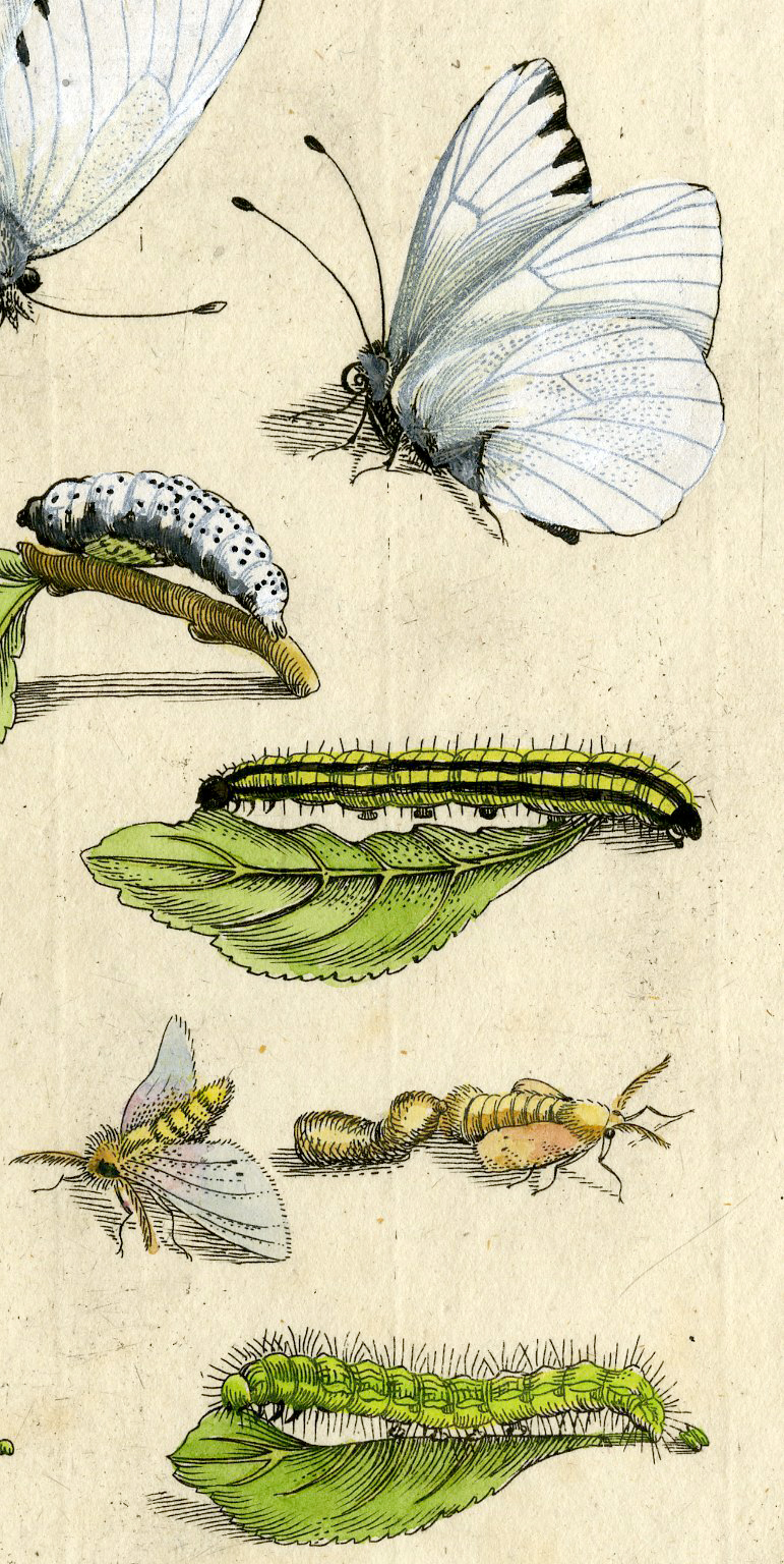 , Antique Print-INSECTS-BLACKTHORN-SLEEDOORN-PL.LXXXV-Merian-1730, Pictura Antique Prints