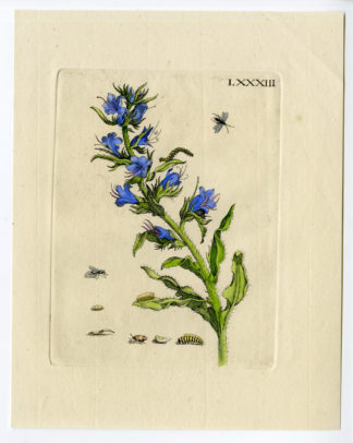 Antique Print-INSECTS-ANCHUSA-BORAGE-FLY-CATERPILLAR-LARVA-P.LXXXIII-Merian-1730