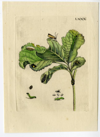 Antique Print-INSECTS-ALDER FOLIAGE-ALNUS-ELS-PL.LXXX-Merian-1730