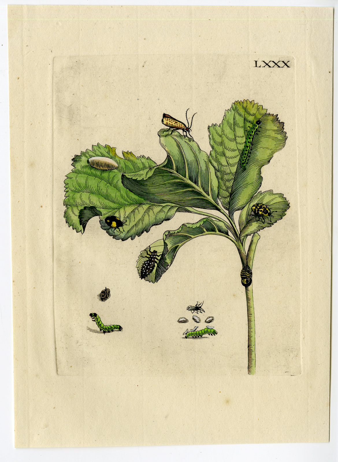 , Antique Print – INSECTS-ALDER FOLIAGE-ALNUS-ELS-PL.LXXX-MERIAN after own design – 1730, Pictura Antique Prints