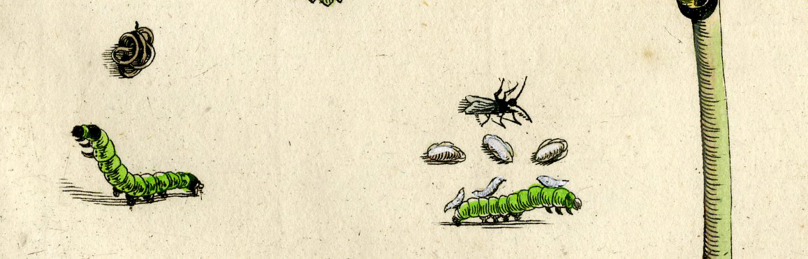 , Antique Print – INSECTS-ALDER FOLIAGE-ALNUS-ELS-PL.LXXX-MERIAN after own design – 1730, Pictura Antique Prints