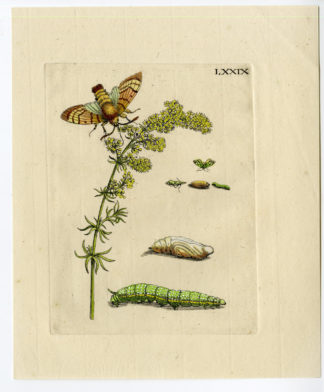 Antique Print-INSECTS-WALSTRO-BEDSTRO-BEDSTRAW-PL. LXXIX-Merian-1730