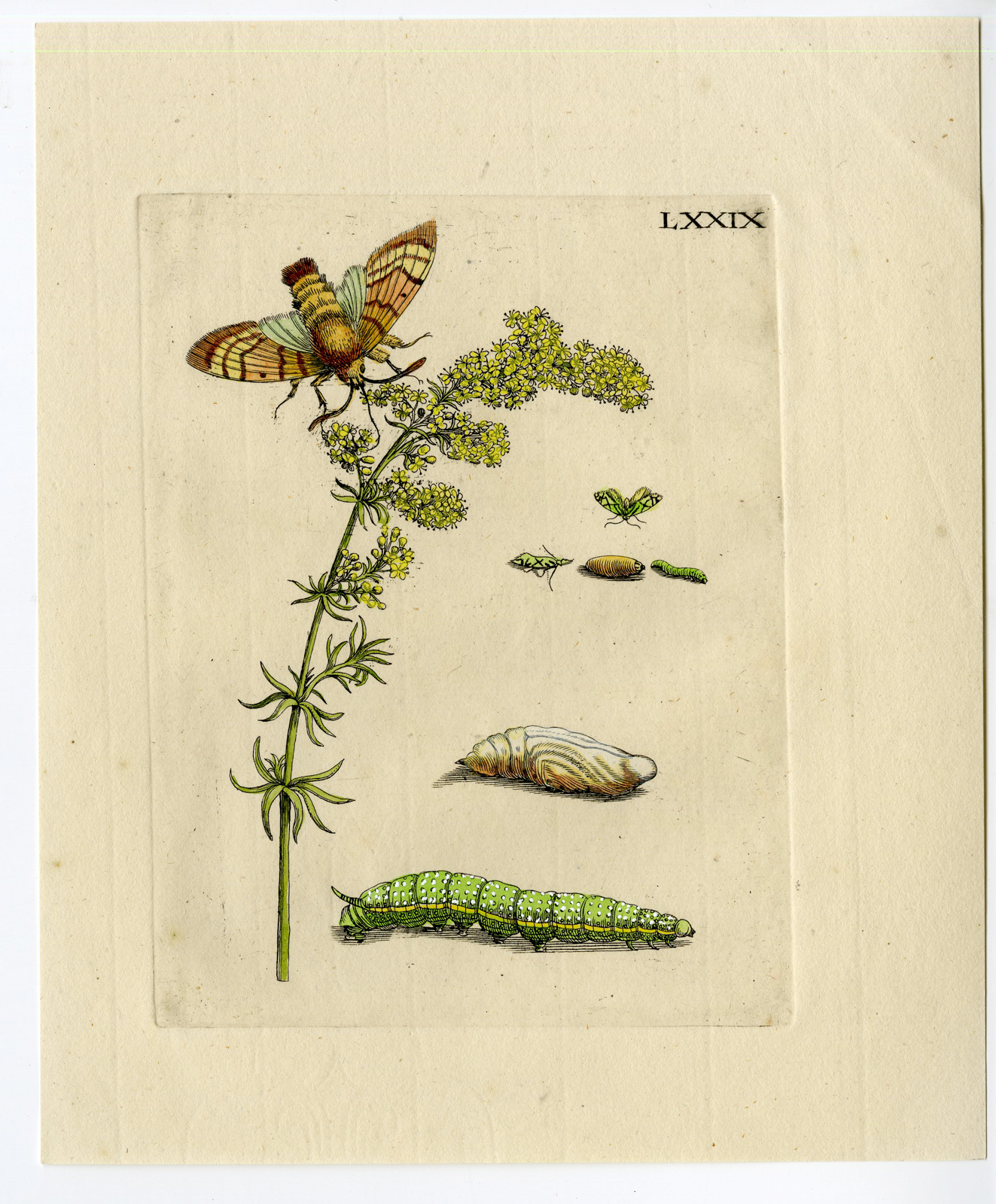 , Antique Print-INSECTS-WALSTRO-BEDSTRO-BEDSTRAW-PL. LXXIX-Merian-1730, Pictura Antique Prints