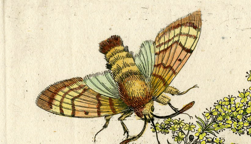 , Antique Print-INSECTS-WALSTRO-BEDSTRO-BEDSTRAW-PL. LXXIX-Merian-1730, Pictura Antique Prints