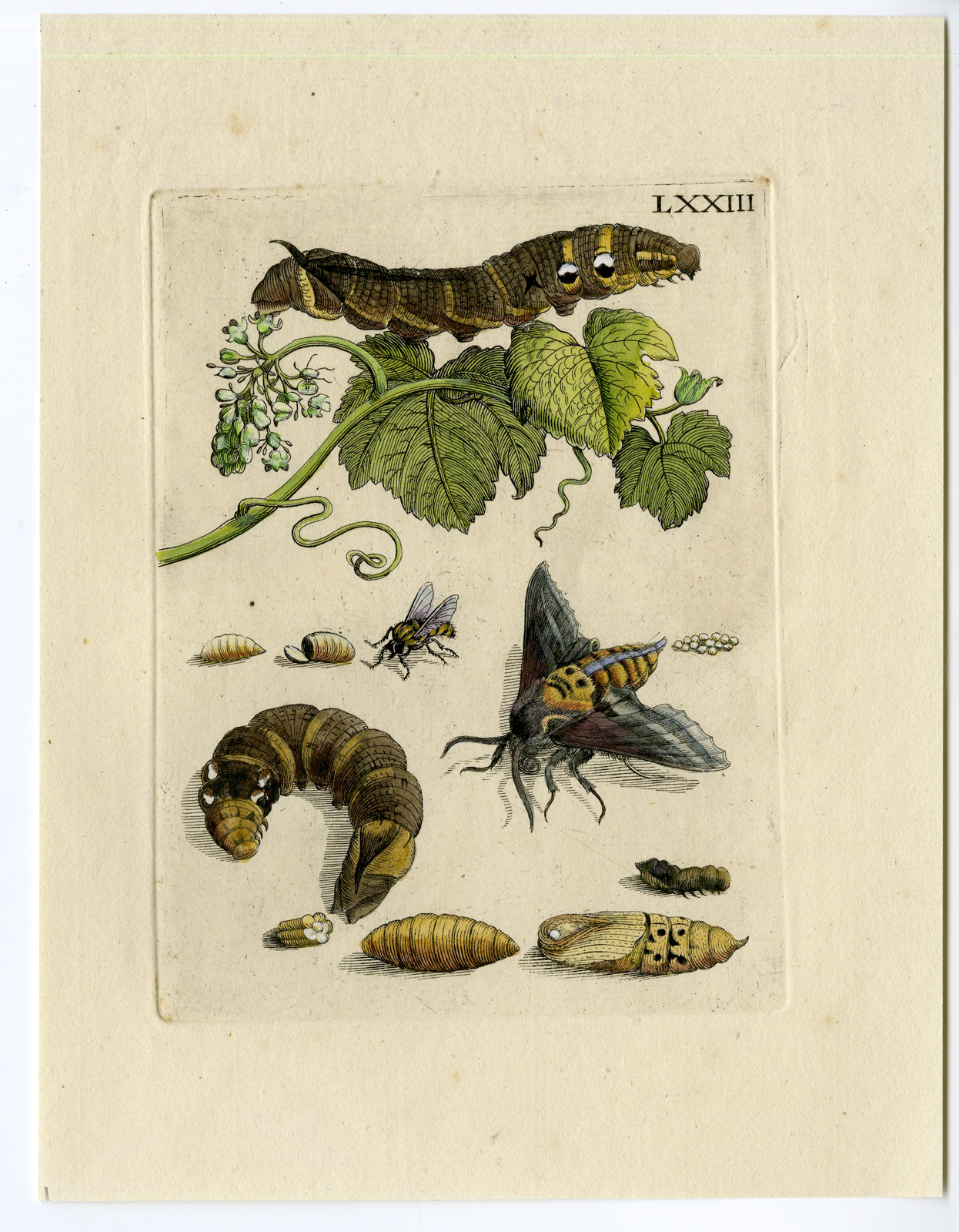 , Antique Print-INSECTS-GRAPE-BLOSSOM-CATERPILLAR-MOTH-PL. LXXIII-Merian-1730, Pictura Antique Prints