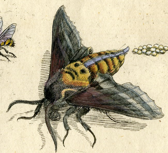 , Antique Print-INSECTS-GRAPE-BLOSSOM-CATERPILLAR-MOTH-PL. LXXIII-Merian-1730, Pictura Antique Prints