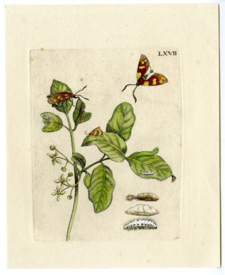 Antique Print-INSECTS-HORNBEAM-FLOWER-HANEKLOOTJES-PL.LXVII-Merian-1730