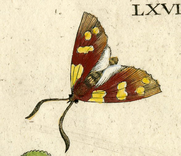 , Antique Print-INSECTS-HORNBEAM-FLOWER-HANEKLOOTJES-PL.LXVII-Merian-1730, Pictura Antique Prints