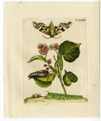 Antique Print-INSECTS-LINDEN-BASSWOOD-BLOSSOM-PL.LXXIV-Merian-1730