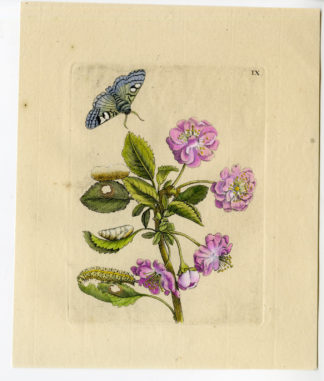 Antique Print-INSECTS-FLOWER-CERASUS-CHERRY-SOUR-MOTH-PL.IX-Merian-1730