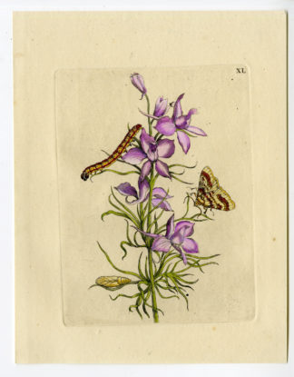 Antique Print-INSECTS-LARKSUPR-RIDDERSPOOR-DELPPHINIUM-PL.XL-Merian-1730