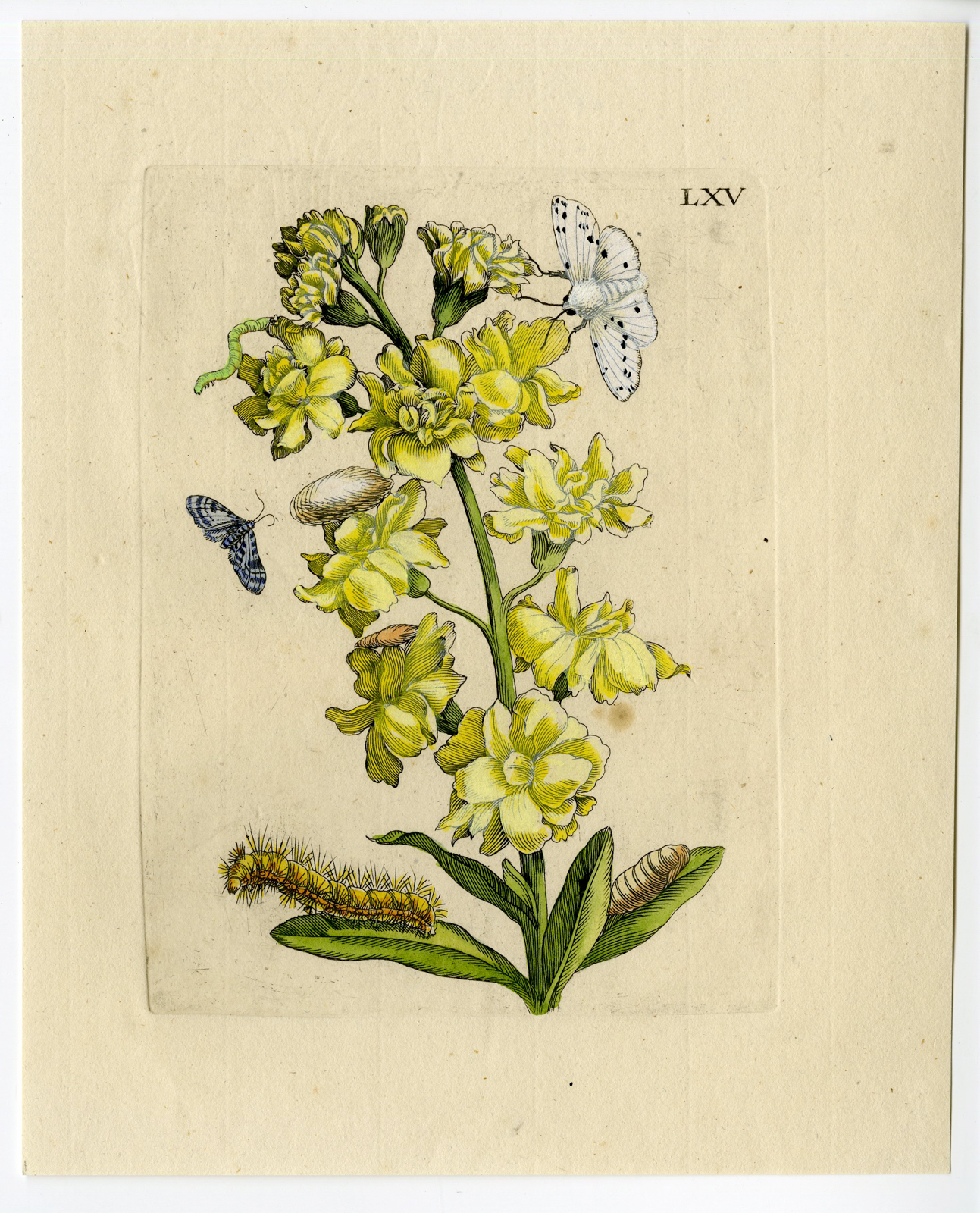 , Antique Print – INSECTS-MOUNTAIN-PANSY-VIOLA-PL.LXV-MERIAN after own design – 1730, Pictura Antique Prints