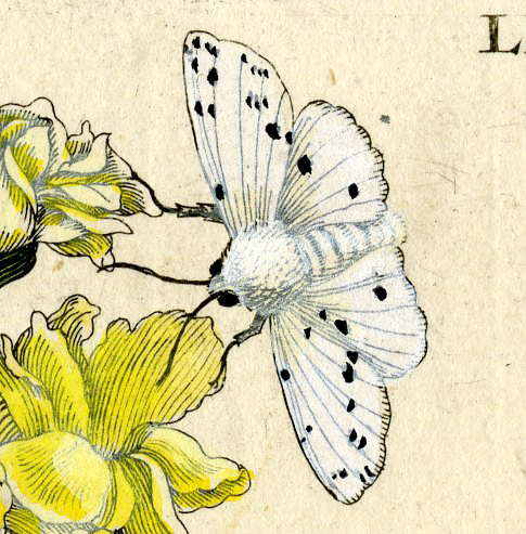 , Antique Print – INSECTS-MOUNTAIN-PANSY-VIOLA-PL.LXV-MERIAN after own design – 1730, Pictura Antique Prints