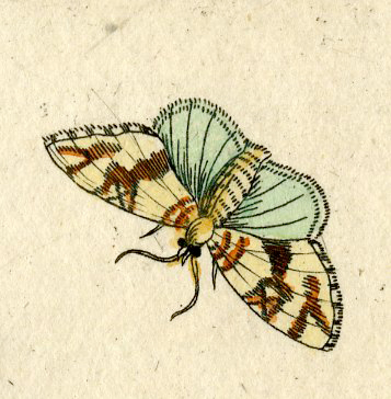 , Antique Print-INSECTS-DAMASK-DAME-VIOLET-DAMES-WORT-VIOLA–1730, Pictura Antique Prints