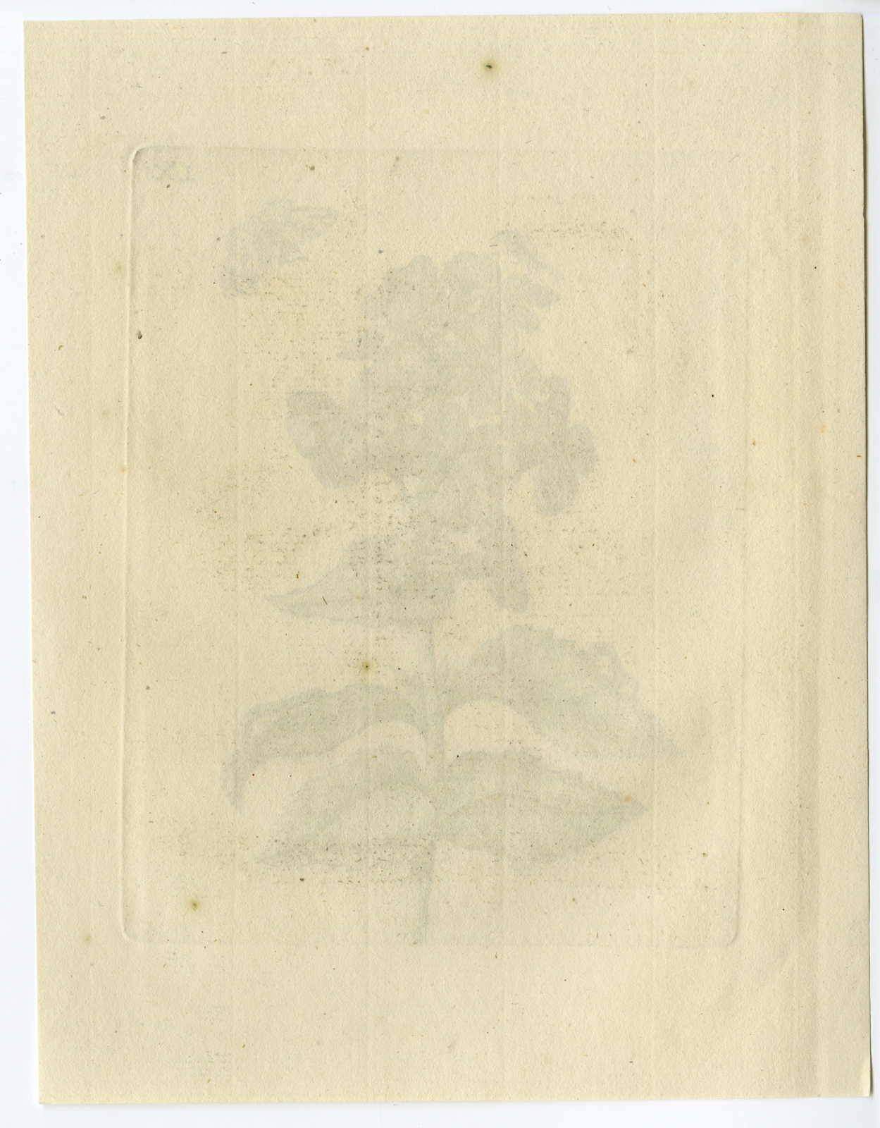 , Antique Print-INSECTS-DAMASK-DAME-VIOLET-DAMES-WORT-VIOLA–1730, Pictura Antique Prints
