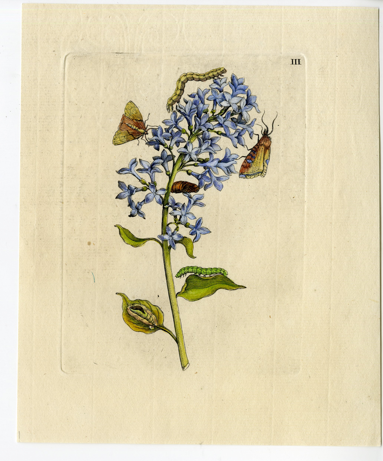 , Antique Print – INSECTS-LILAC-SYRINGA-SERING-PL.III-MERIAN after own design – 1730, Pictura Antique Prints