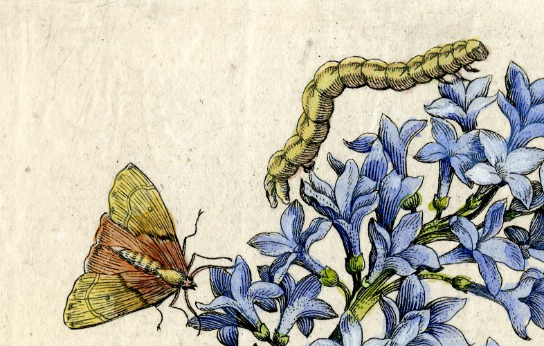 , Antique Print – INSECTS-LILAC-SYRINGA-SERING-PL.III-MERIAN after own design – 1730, Pictura Antique Prints