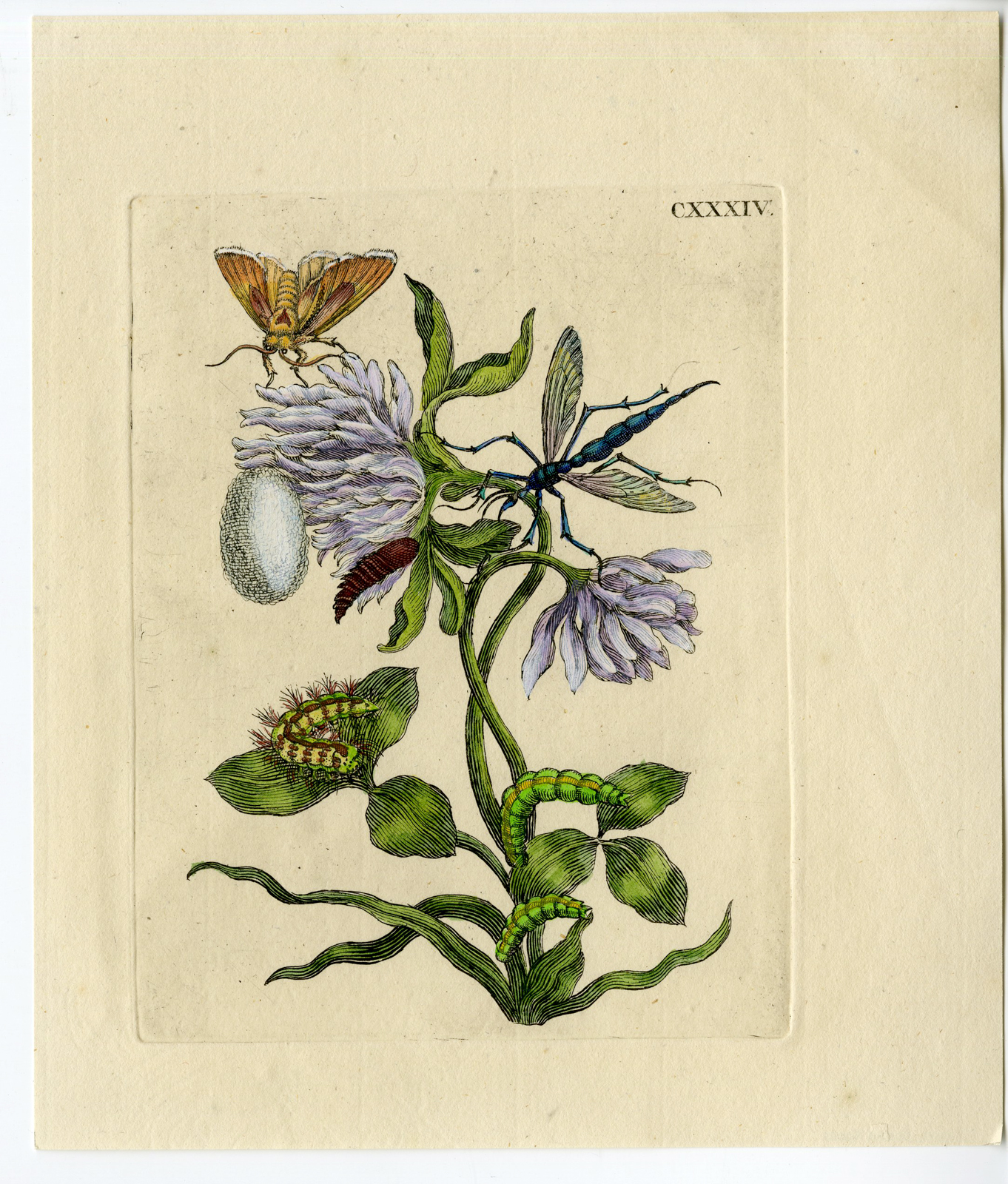 , Antique Print – INSECTS-SEDGE-CLOVER-FLOWER-PL. CXXXIV-MERIAN after own design – 1730, Pictura Antique Prints