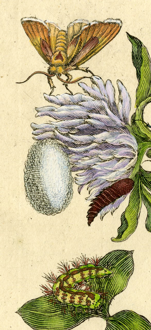 , Antique Print – INSECTS-SEDGE-CLOVER-FLOWER-PL. CXXXIV-MERIAN after own design – 1730, Pictura Antique Prints