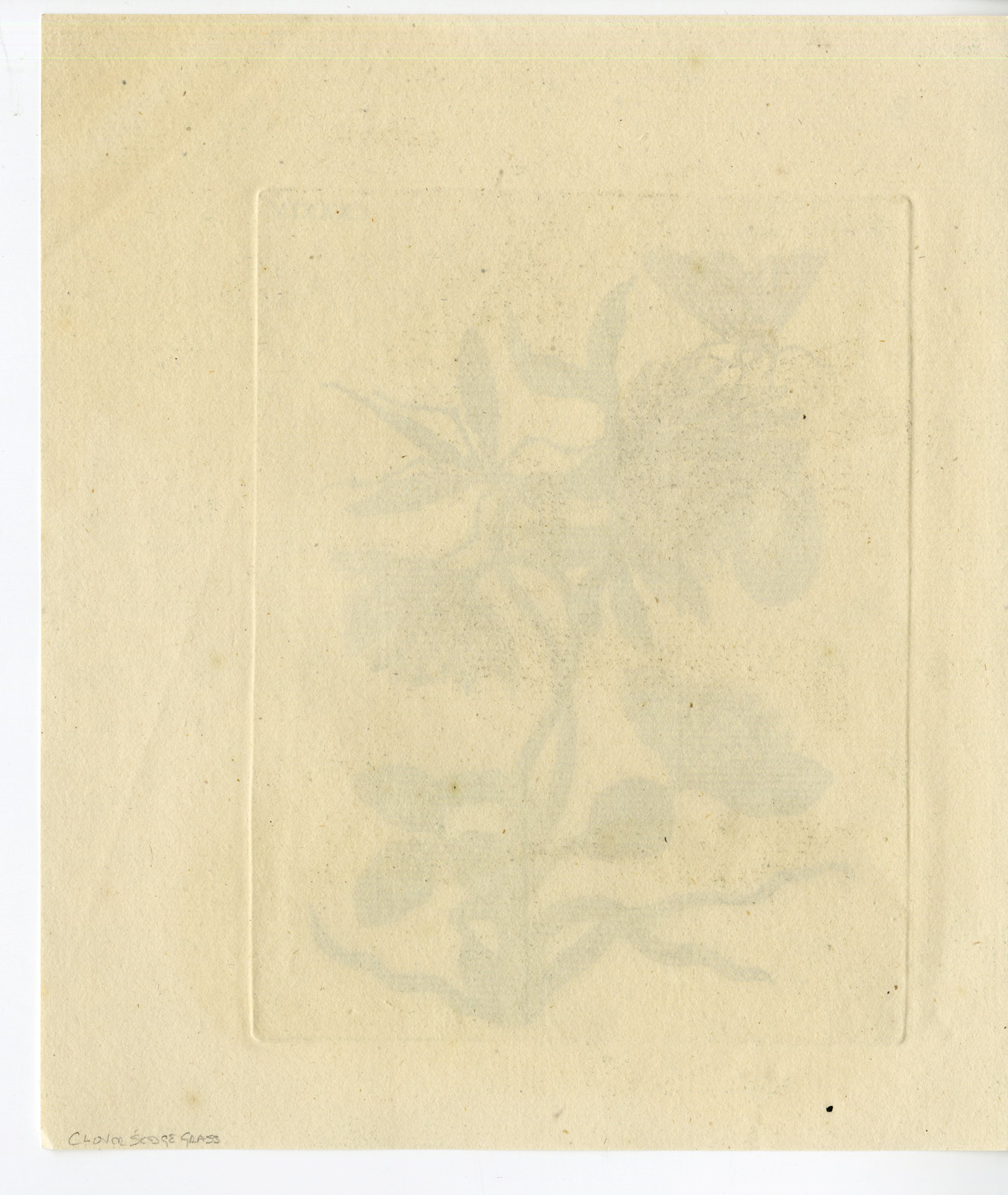 , Antique Print – INSECTS-SEDGE-CLOVER-FLOWER-PL. CXXXIV-MERIAN after own design – 1730, Pictura Antique Prints