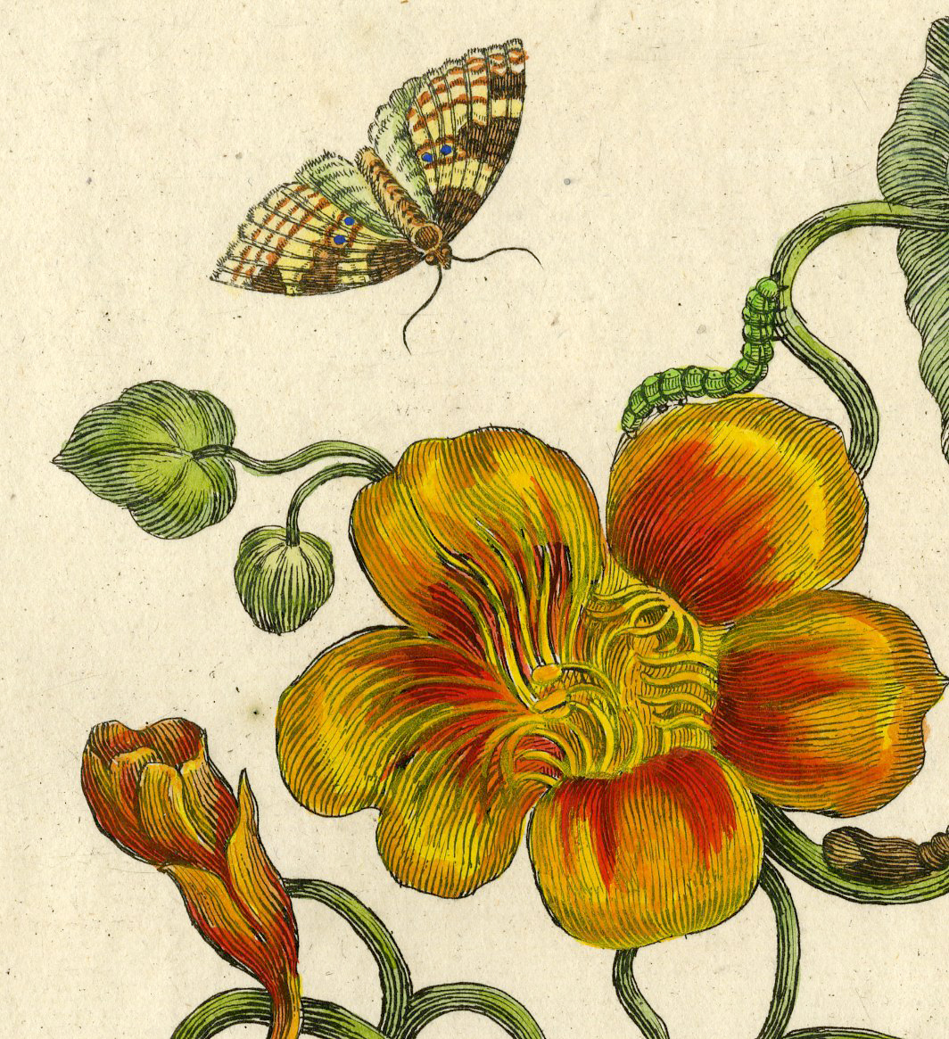 , Antique Print-INSECTS-INDIAN-CRESS-NASTURTIUM-TROPAEOLUM-PL. CXXVIII-Merian-1730, Pictura Antique Prints