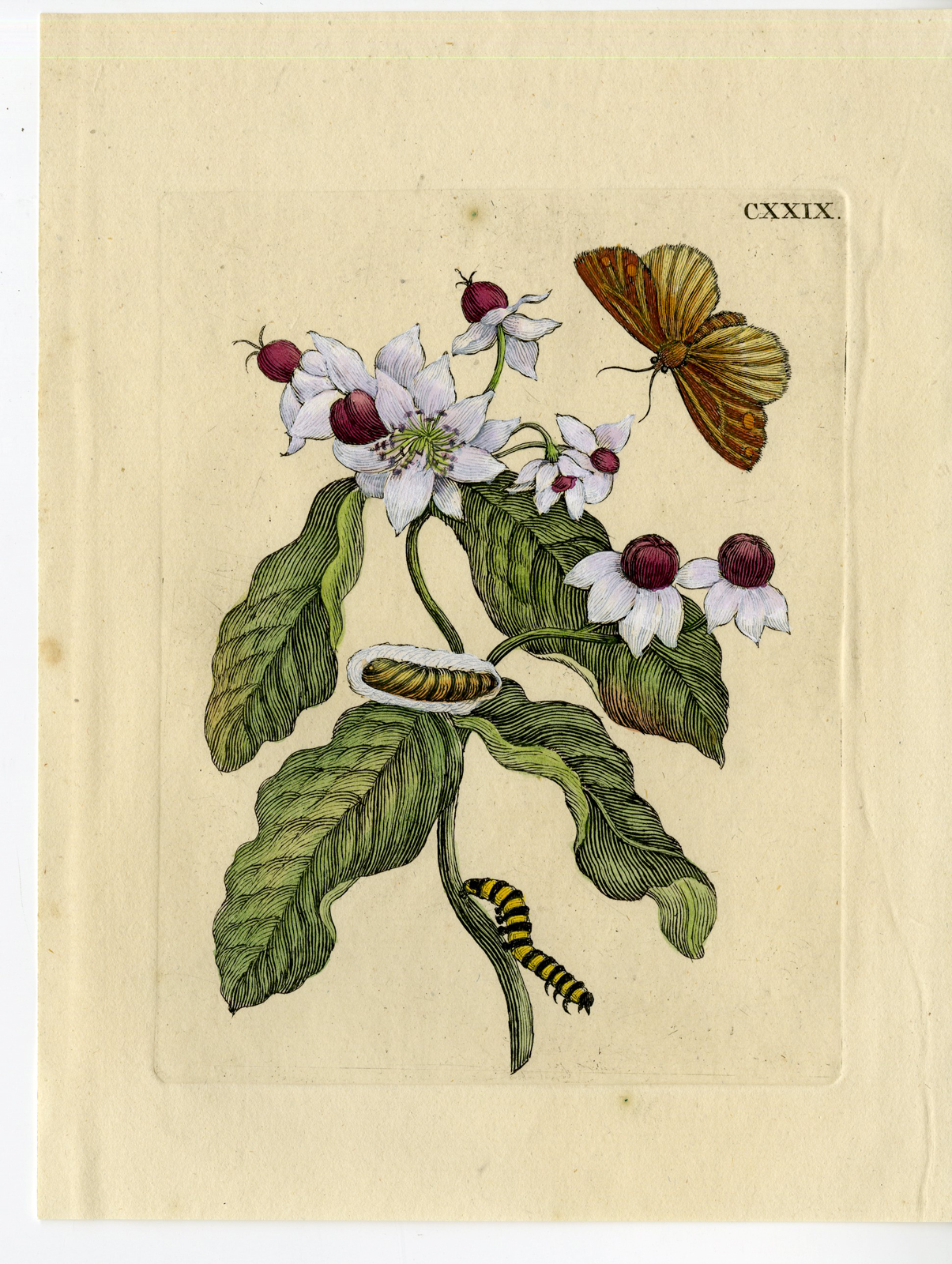 , Antique Print-INSECTS-SAINT-JOHN’S-WORT-FLOWER-PL. CXXIX-Merian-1730, Pictura Antique Prints