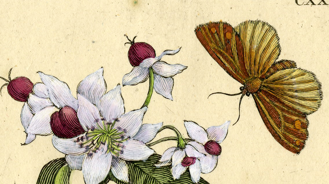 , Antique Print-INSECTS-SAINT-JOHN’S-WORT-FLOWER-PL. CXXIX-Merian-1730, Pictura Antique Prints
