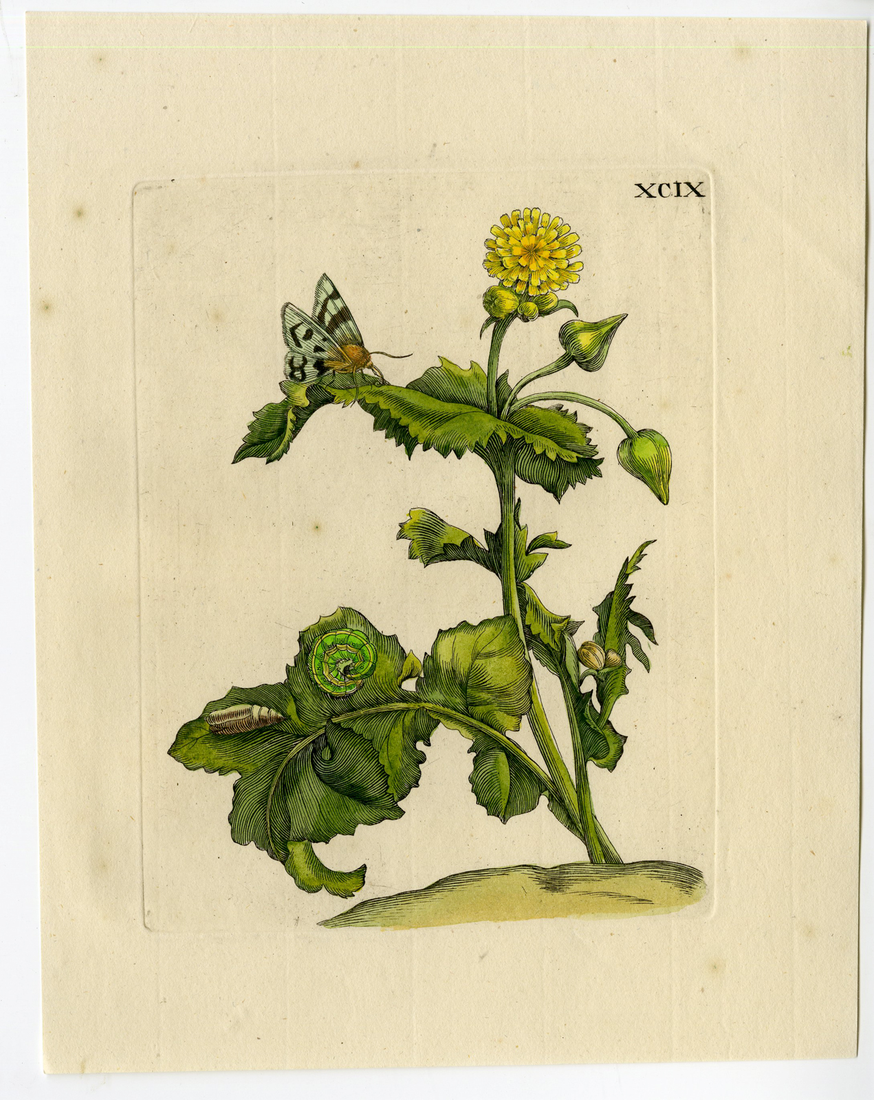 , Antique Print-INSECTS-MELKDISTEL-SOW-HARE THISTLE-PL.XCIX-Merian-1730, Pictura Antique Prints