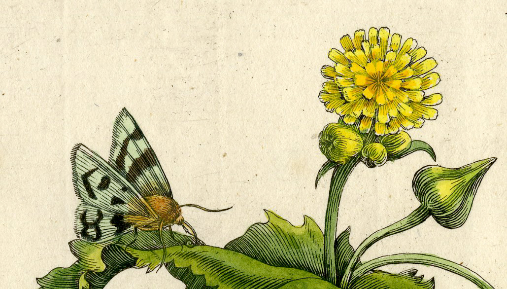 , Antique Print-INSECTS-MELKDISTEL-SOW-HARE THISTLE-PL.XCIX-Merian-1730, Pictura Antique Prints