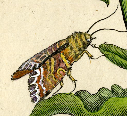 , Antique Print-INSECTS-JERUSALEM-CROSS-LYCHNIS-CATERPILLAR-PL.CII-Merian-1730, Pictura Antique Prints