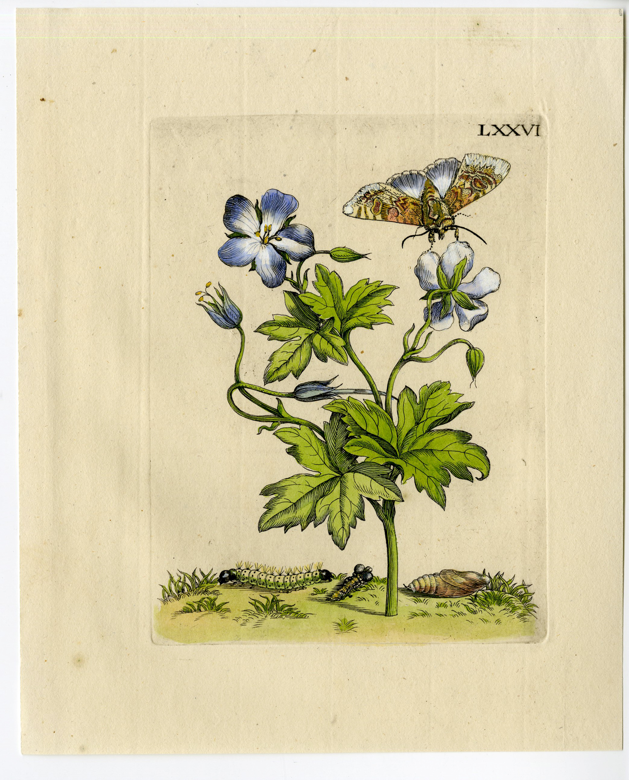 , Antique Print-INSECTS-OOIEVAARSBEK-CRANESBILL-GERANIUM-PL.LXXVI-Merian-1730, Pictura Antique Prints