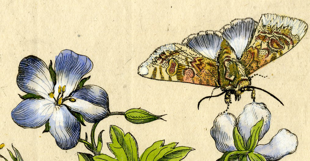 , Antique Print-INSECTS-OOIEVAARSBEK-CRANESBILL-GERANIUM-PL.LXXVI-Merian-1730, Pictura Antique Prints