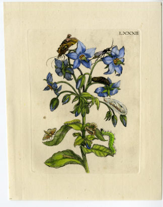Antique Print-INSECTS-FLOWER-STARFLOWER-BORAGO-PL.LXXXII-Merian-1730
