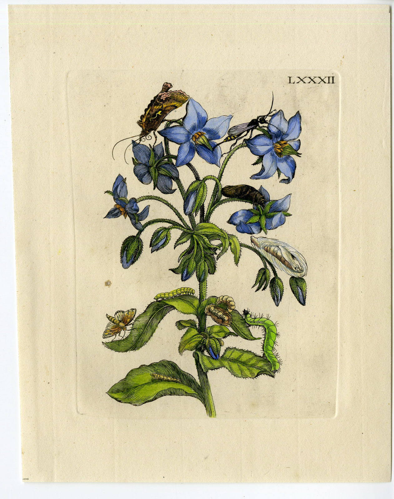 , Antique Print-INSECTS-FLOWER-STARFLOWER-BORAGO-PL.LXXXII-Merian-1730, Pictura Antique Prints
