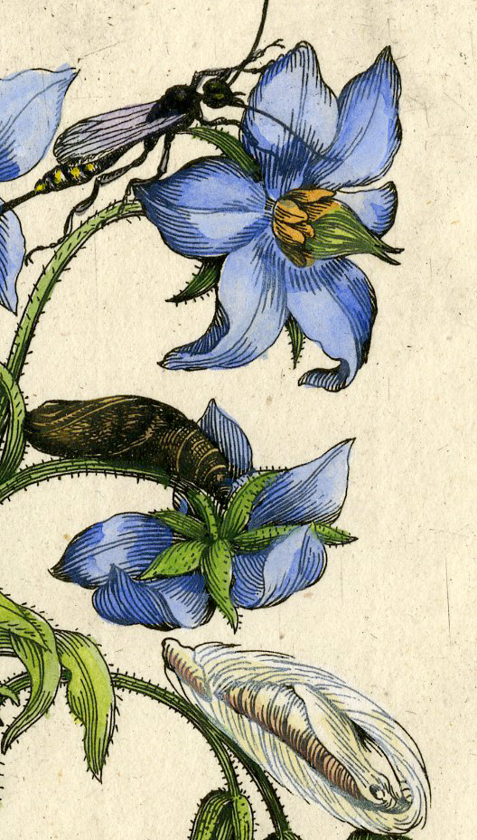 , Antique Print-INSECTS-FLOWER-STARFLOWER-BORAGO-PL.LXXXII-Merian-1730, Pictura Antique Prints