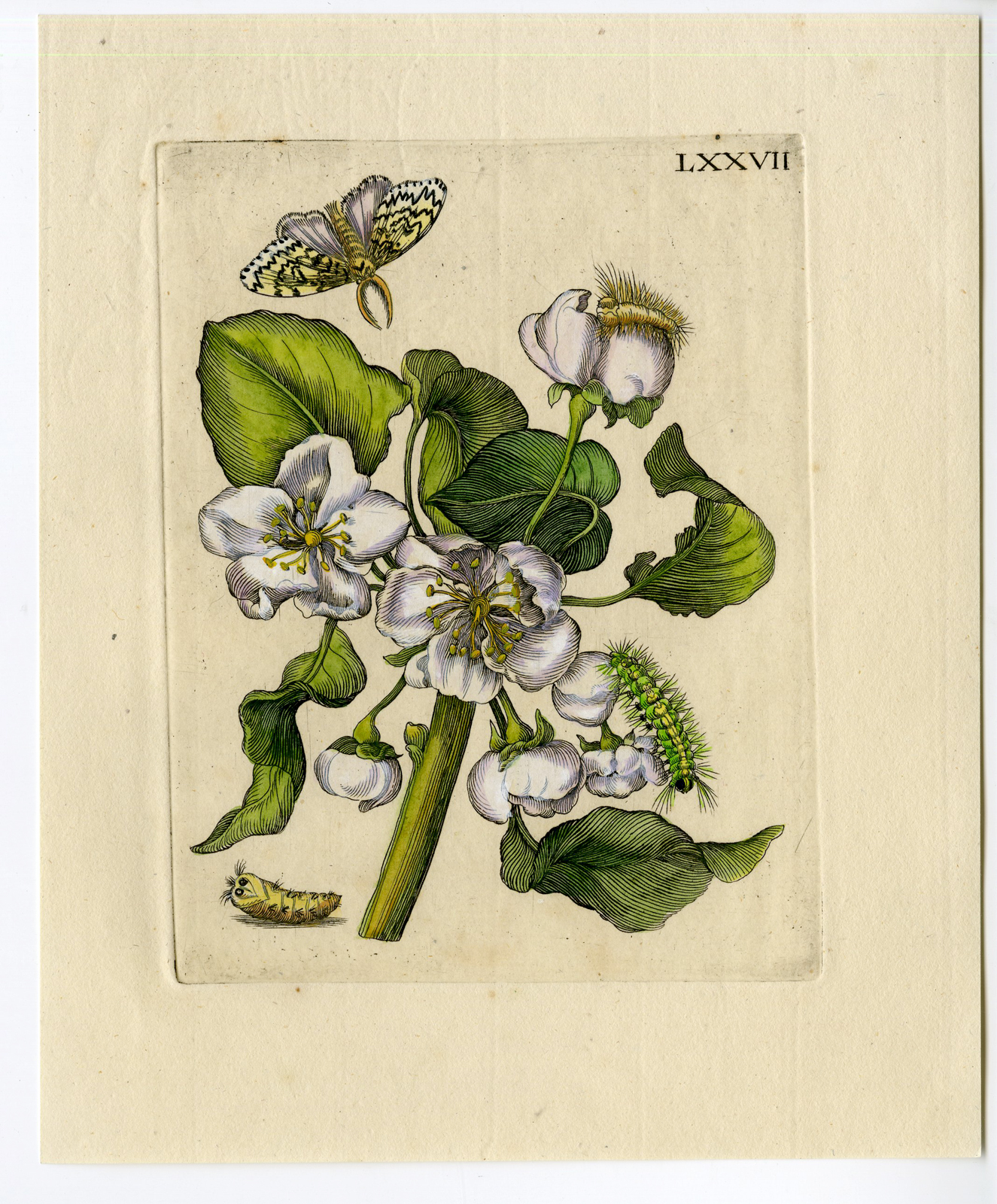 , Antique Print – INSECTS-PEAR-BLOSSOM-MOTH-PL.LXXVII-MERIAN after own design – 1730, Pictura Antique Prints