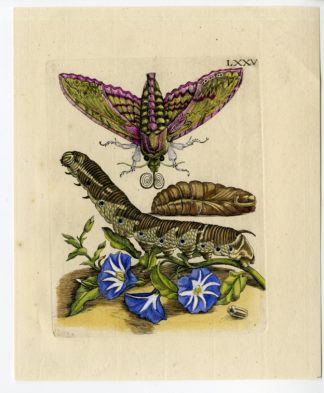 Antique Print-INSECTS-BINDWEED-MORNING GLORY-AKKERWINDE-PL.LXXV-Merian-1730