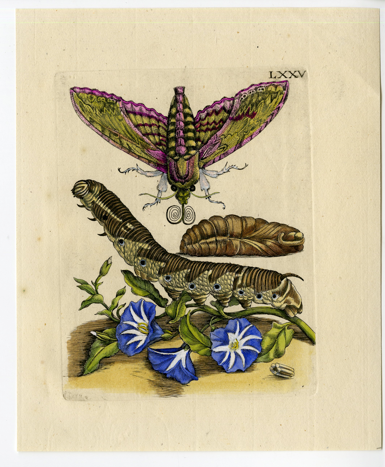 , Antique Print-INSECTS-BINDWEED-MORNING GLORY-AKKERWINDE-PL.LXXV-Merian-1730, Pictura Antique Prints