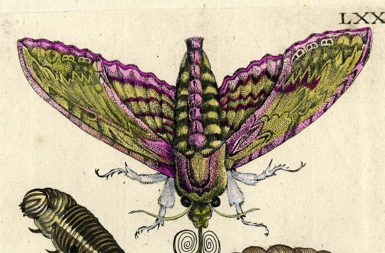 , Antique Print-INSECTS-BINDWEED-MORNING GLORY-AKKERWINDE-PL.LXXV-Merian-1730, Pictura Antique Prints