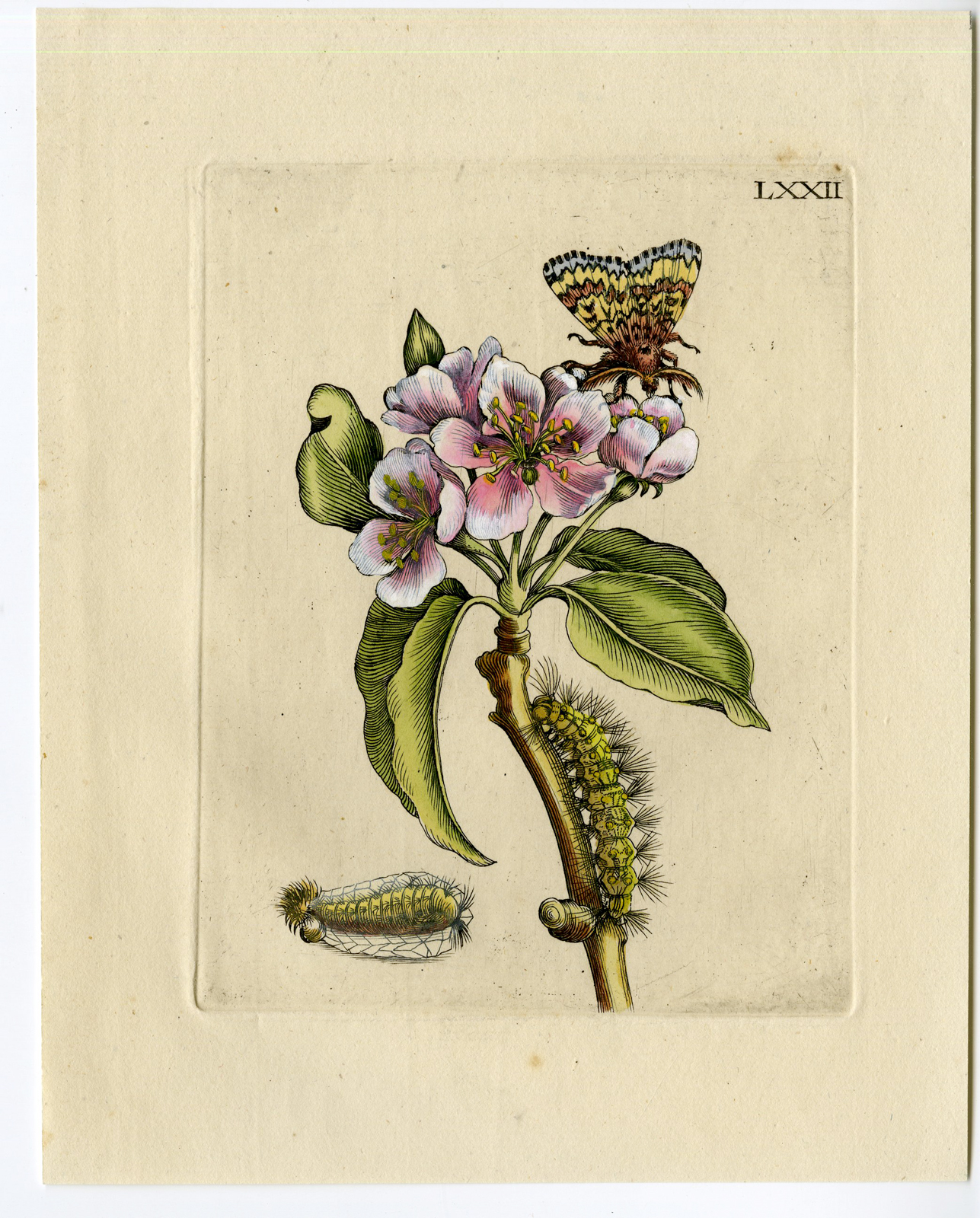 , Antique Print-INSECTS-APPLE-TREE-BLOSSOM-MOTH-CATERPILLAR-PL.LXXII-Merian-1730, Pictura Antique Prints