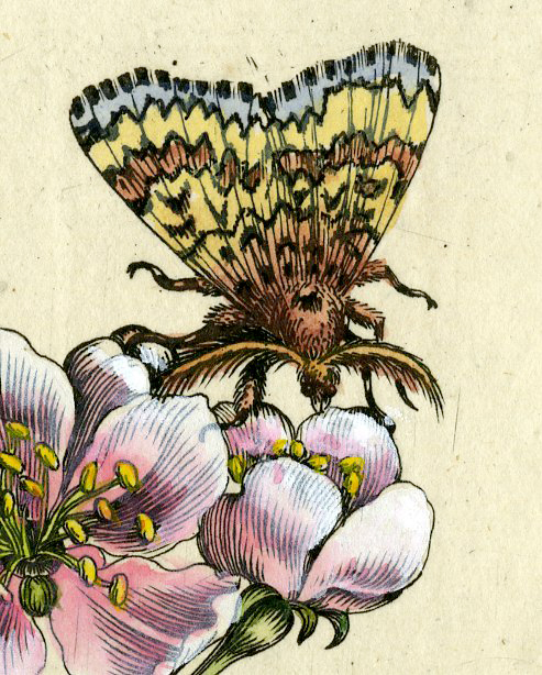 , Antique Print-INSECTS-APPLE-TREE-BLOSSOM-MOTH-CATERPILLAR-PL.LXXII-Merian-1730, Pictura Antique Prints