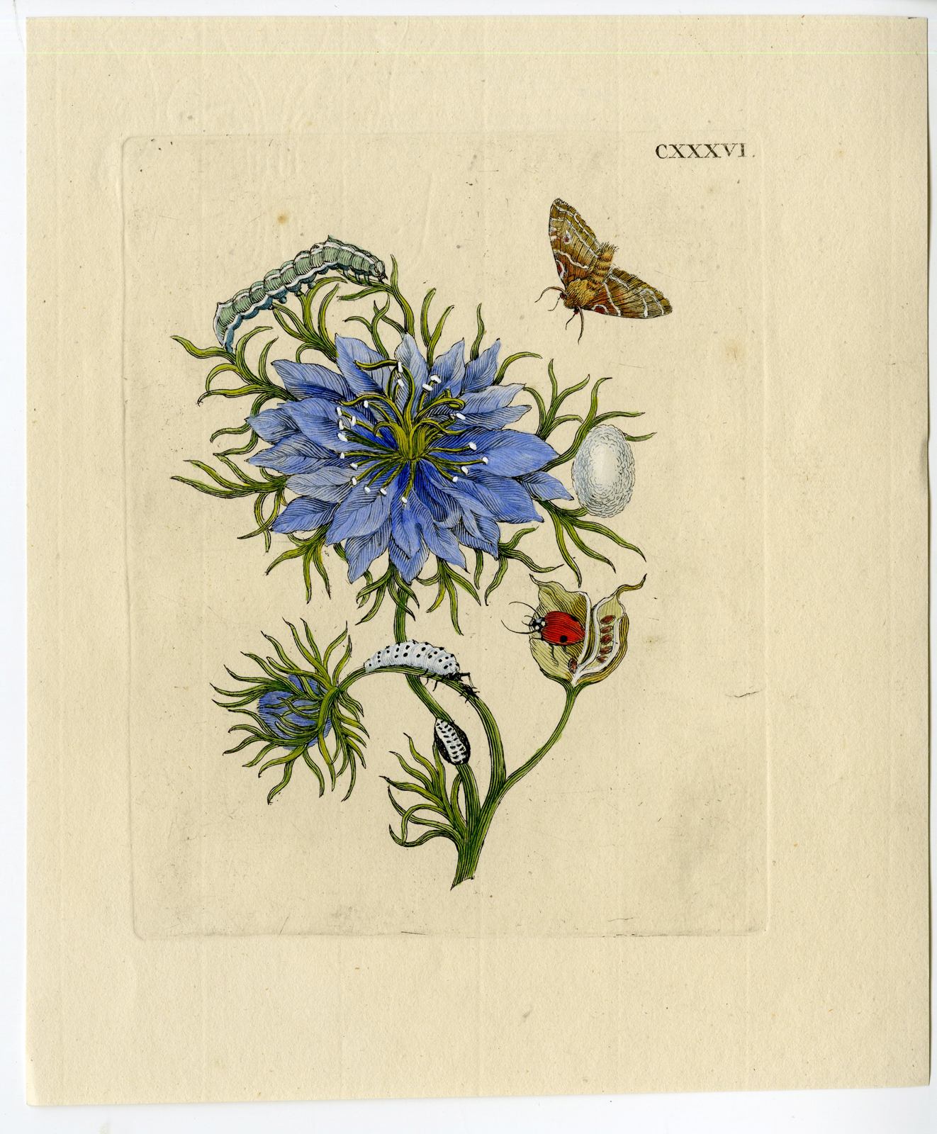 , Antique Print – INSECTS-LOVE IN A MIST-RAGGED LADY-LADYBUG-PL.CXXXVI-MERIAN after own design – 1730, Pictura Antique Prints