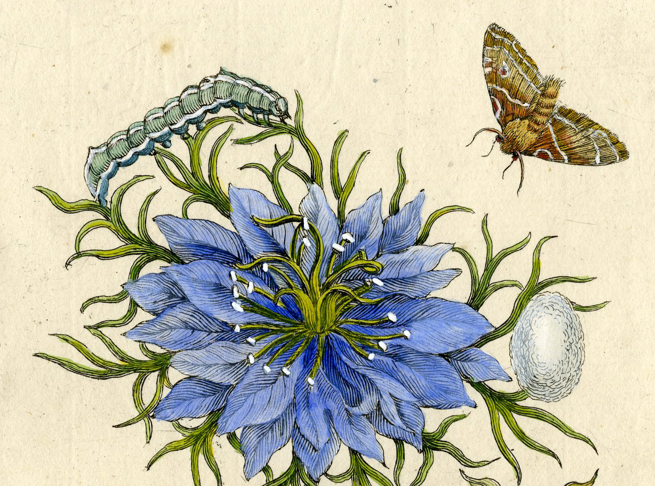 , Antique Print – INSECTS-LOVE IN A MIST-RAGGED LADY-LADYBUG-PL.CXXXVI-MERIAN after own design – 1730, Pictura Antique Prints
