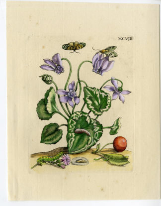 Antique Print-INSECTS-CYCLAMEN-PURPLE FLOWER-CHERRY-PL.XCVIII-Merian-1730