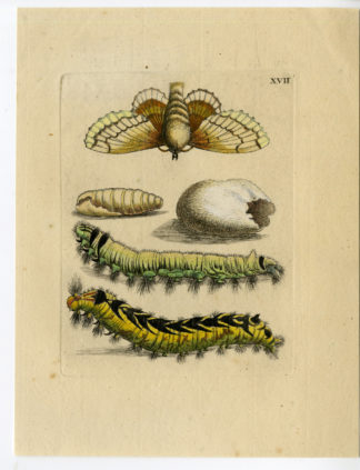 Antique Print-INSECTS-CATERPILLAR-LARVA-CHRYSALIS-MOTH-PL.XVII-Merian-1730
