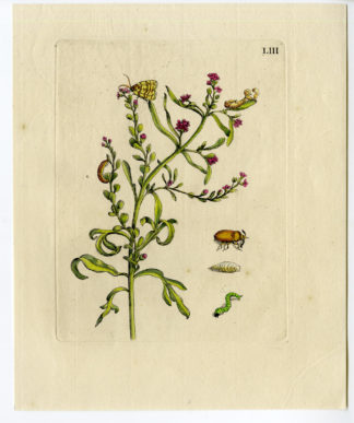 Antique Print-INSECTS-GARDEN CRESS-FLOWER-TUINKERS-PL.LIII-Merian-1730